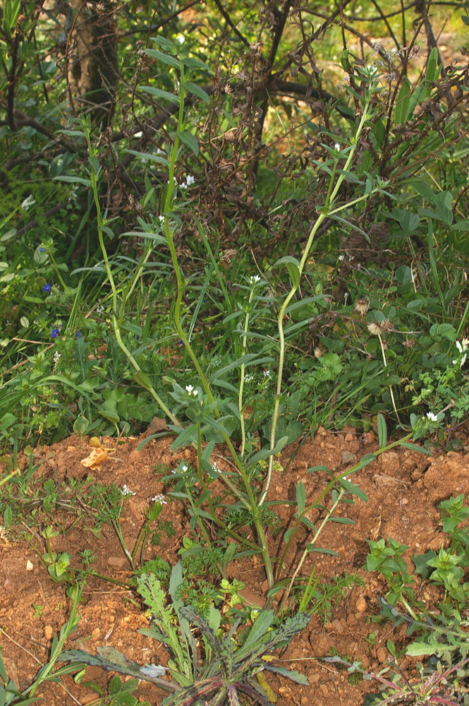 Buglossoides arvensis / Erba-perla minore